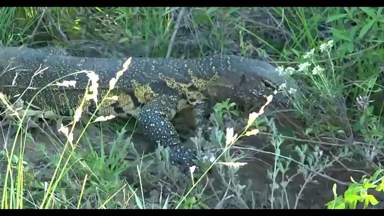 Rare footage of a Water Monitor Lizard digging for a suitable nesting site YouTube