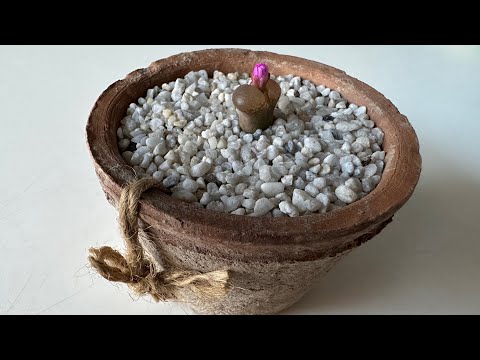 Конофитум/ Conophytum TRIEBNERI OPHTHALMOPHYLLUM. Шок, раскрытие бутона в эфире! 📹🙊 22.10.23.