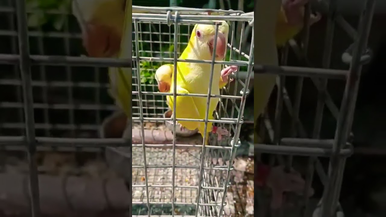 Yellow Monk Parrots