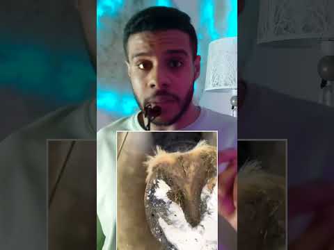 إزاى الخيول البرية بتتخلص من الحوافر