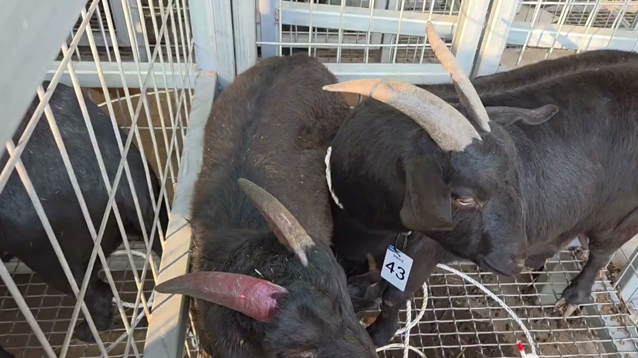 보은 리얼경매 현장 염소 가격은'