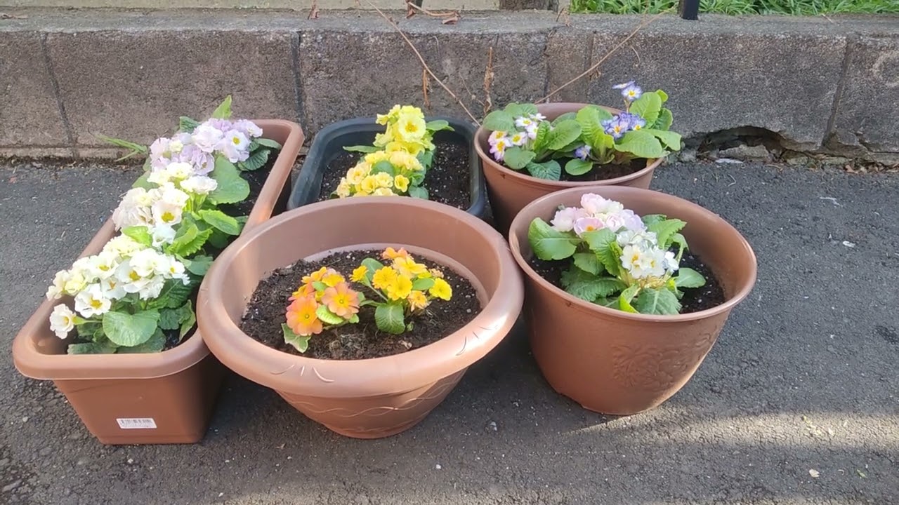 田中レイヴンと薄いピンク色の八重咲きのプリムラジュリアン♪　声あり