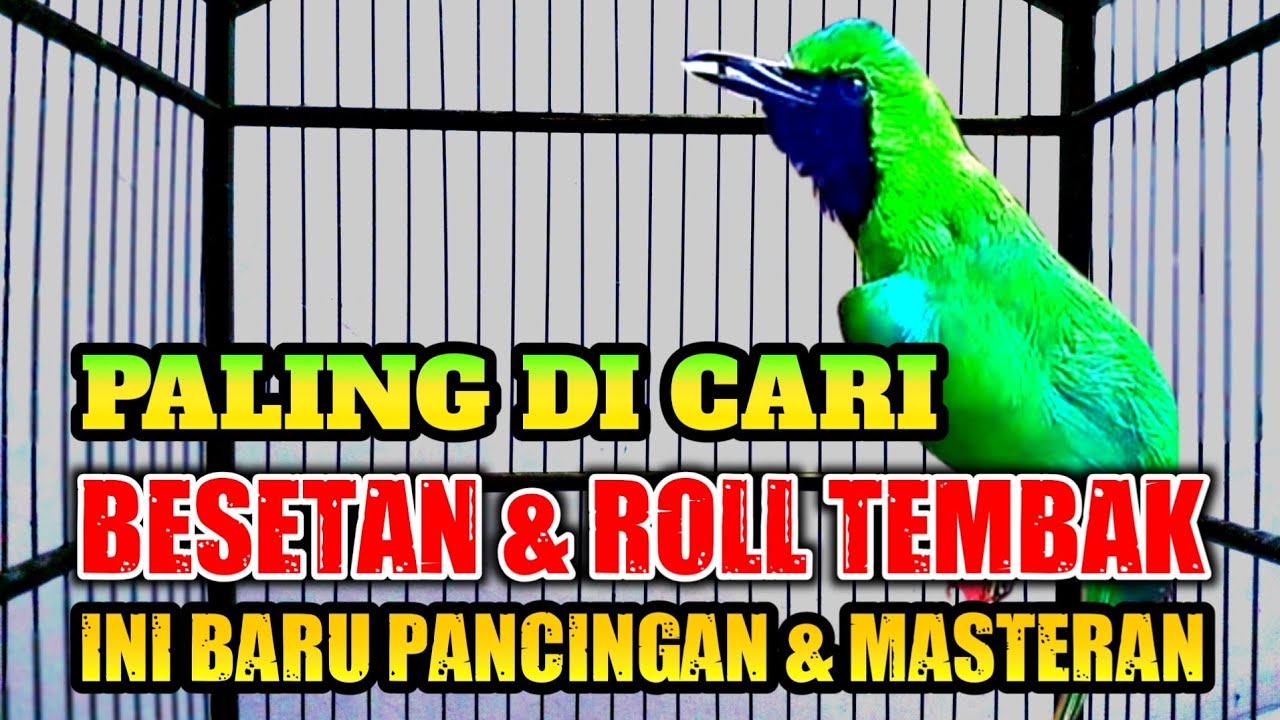 Ini Baru Masteran Cucak Ijo Mewah‼️Besetan & Roll Tembak Kasar Paling Dicari