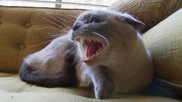 How Do You Like Meow: Buster | My Cat From Hell