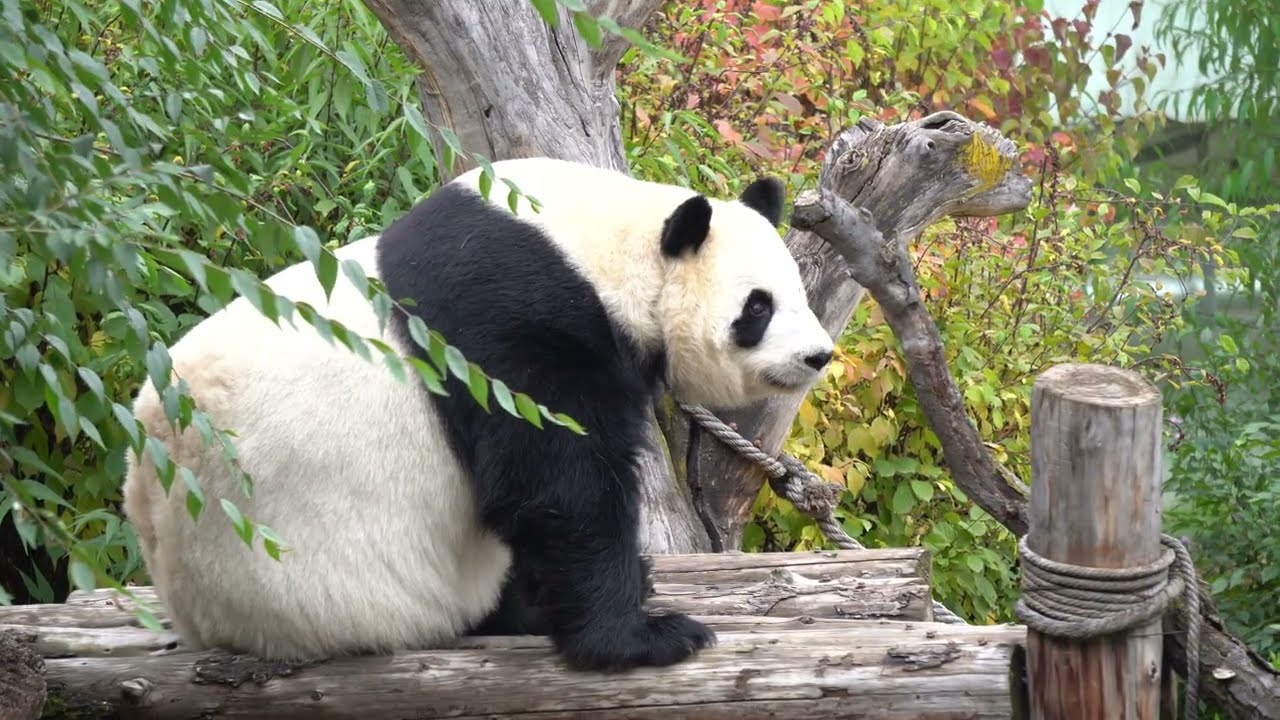 大熊猫园满 2025.10.08 西宁熊猫馆——漂亮女孩