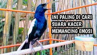 INI PALING DI CARI SUARA KACER MEMANCING EMOSI !! PANCINGAN KACER GACOR PASTI NYAUT AMPUH.