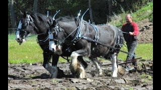 🐴Породы лошадей! Клейдесдаль! (Шотландский тяжеловоз)