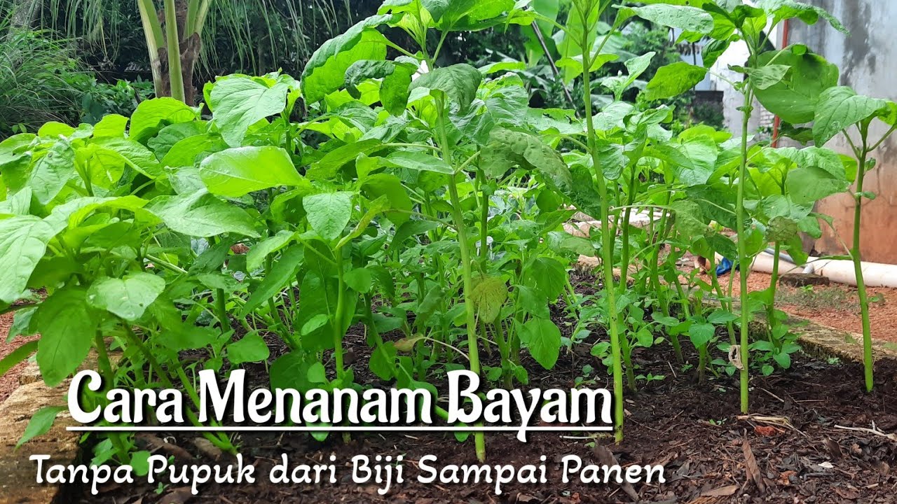 Cara Menanam Bayam Dari Bibit Sampai Panen