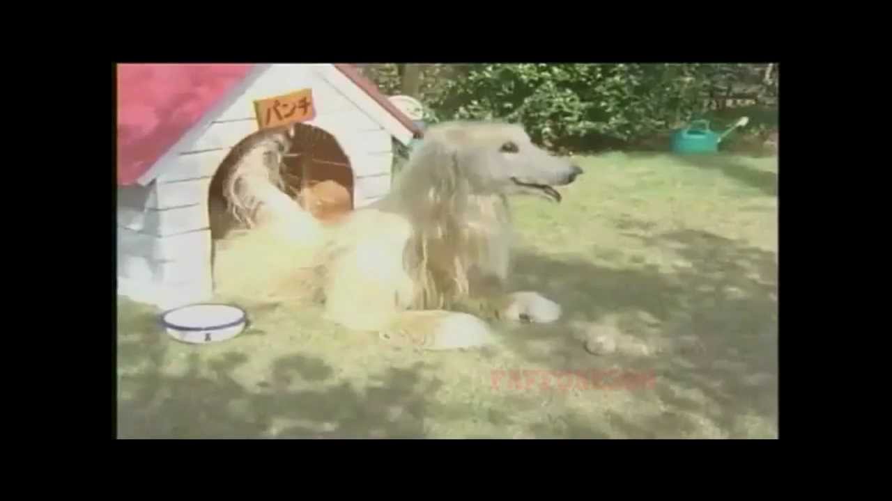 Consome Panchi EP. 12 HD YouTube