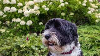 Exploring Health Issues in Portuguese Water Dogs