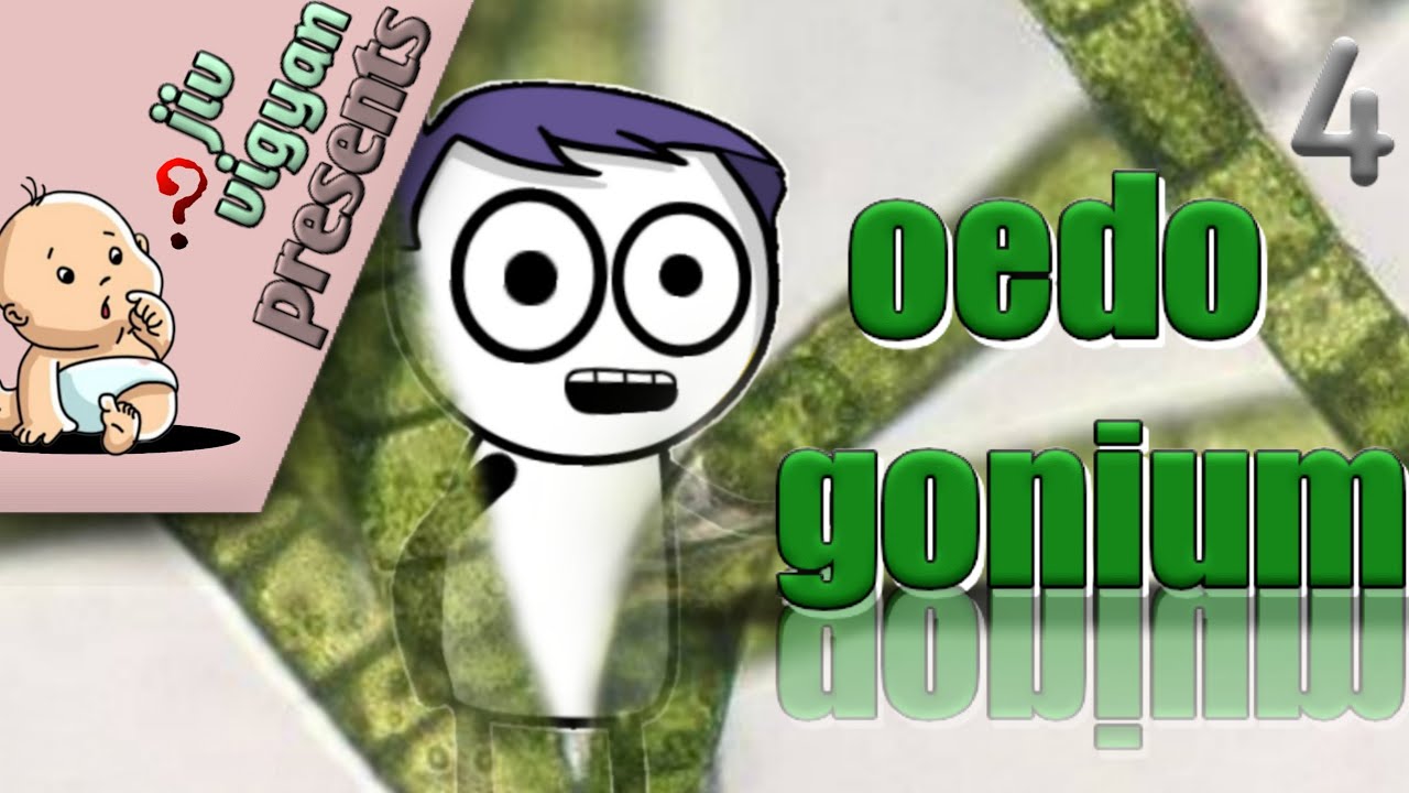 Oedogonium life cycle. Intercalary cells. [Oedogonium life cycle, Development and Growth].