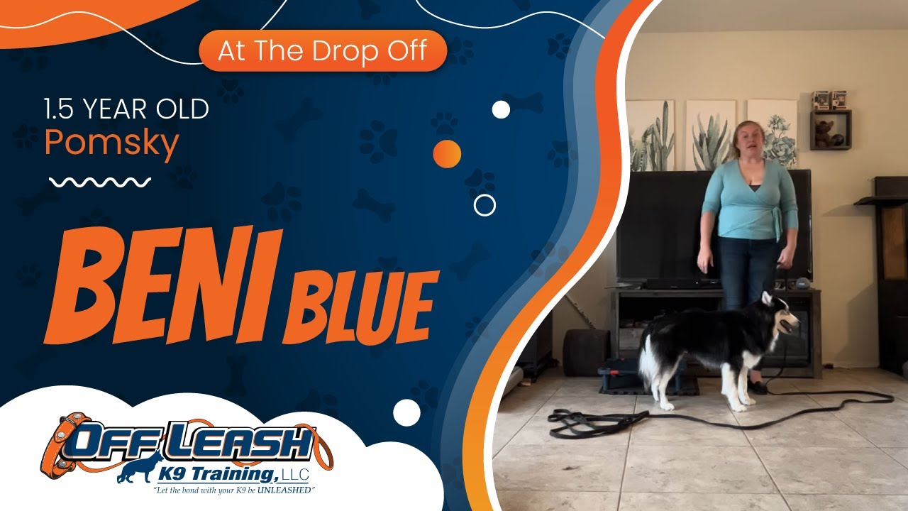 Beni Blue~ 1.5yo Pomsky ~ Best Pomsky Trainers ~ Off Leash K9 Training Phoenix