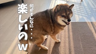 ひとり大はしゃぎする柴犬とその相手をするオジサン