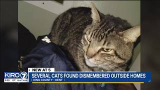 Several cats found dismembered outside homes