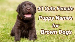 40 Cute Female Puppy Names for Brown Dogs🐾| Unique Female Brown Dog Names 🐾 with Pronunciation