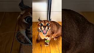 This “House Cat” Can Catch Birds Mid-Air! 😱🐈⬛ #shorts