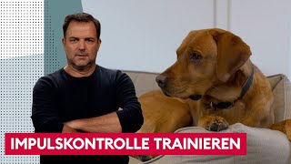 Dem Hund Grenzen beibringen | Der Hundeprofi