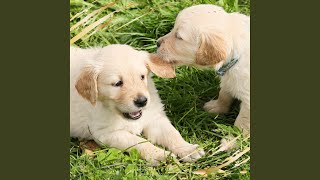 Fiery Dogs