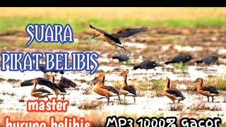 Suara pikat belibis // master burung belibis 1000% gacor full 1 jam non stop