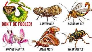 😱 The RAREST Insects That Will FOOL You With Their Appearance! 🐛🦋