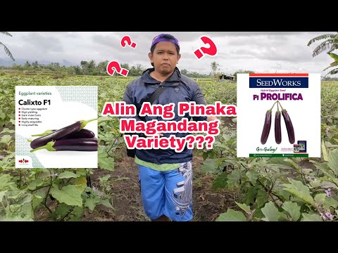 Video: Mga Uri ng Talong Para sa Mga Hardin - Ano Ang Ilang Magagandang Uri ng Talong