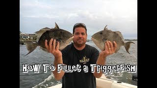 How To Fillet a Triggerfish THE EASY WAY!!