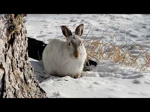 #SoCute..Bumalik si bunny