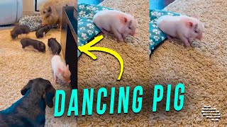 Little Pig Looks Like It Is Dancing While Scratching an Itch