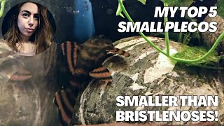 Top 5 Small Plecos in the Fish Room (That Stay Smaller Than Bristlenoses!)