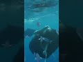 Fish 🐠 #shortvideo #maldives