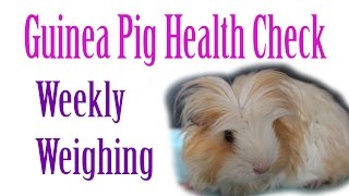 Piggie Health Check #2 ~ Weighing
