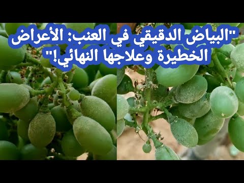 البياض الدقيقي في العنب الأعراض والعلاج