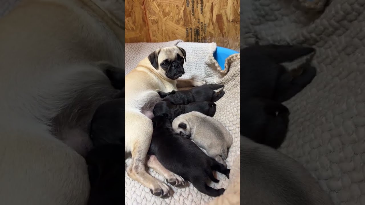 Pug Puppies LIVE Sleeping 🐶 Calm, Cute & Relaxing (HD)
