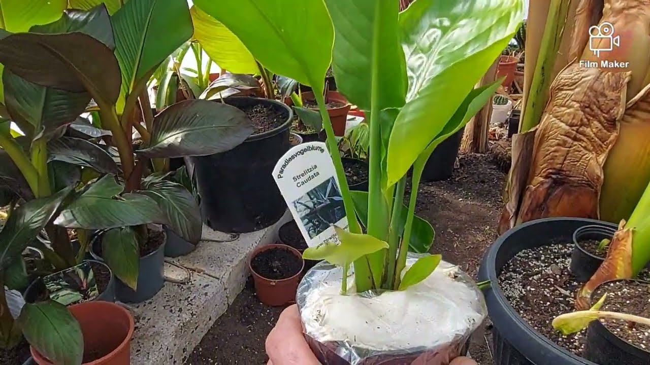 Strelicja caudata i alba nowe w kolekcji .