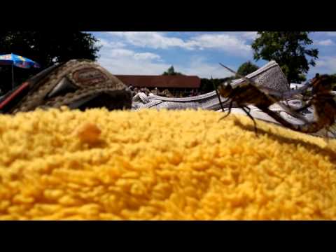 Video: Haben Seebienen im 2. Weltkrieg Kämpfe gesehen?