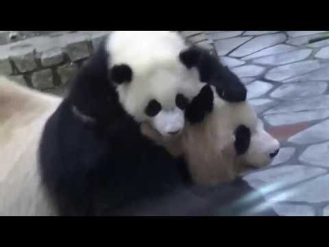 アドベンチャーワールド　ママじゃなくて　結ちゃんが抱っこするの♪(2017/05/13)