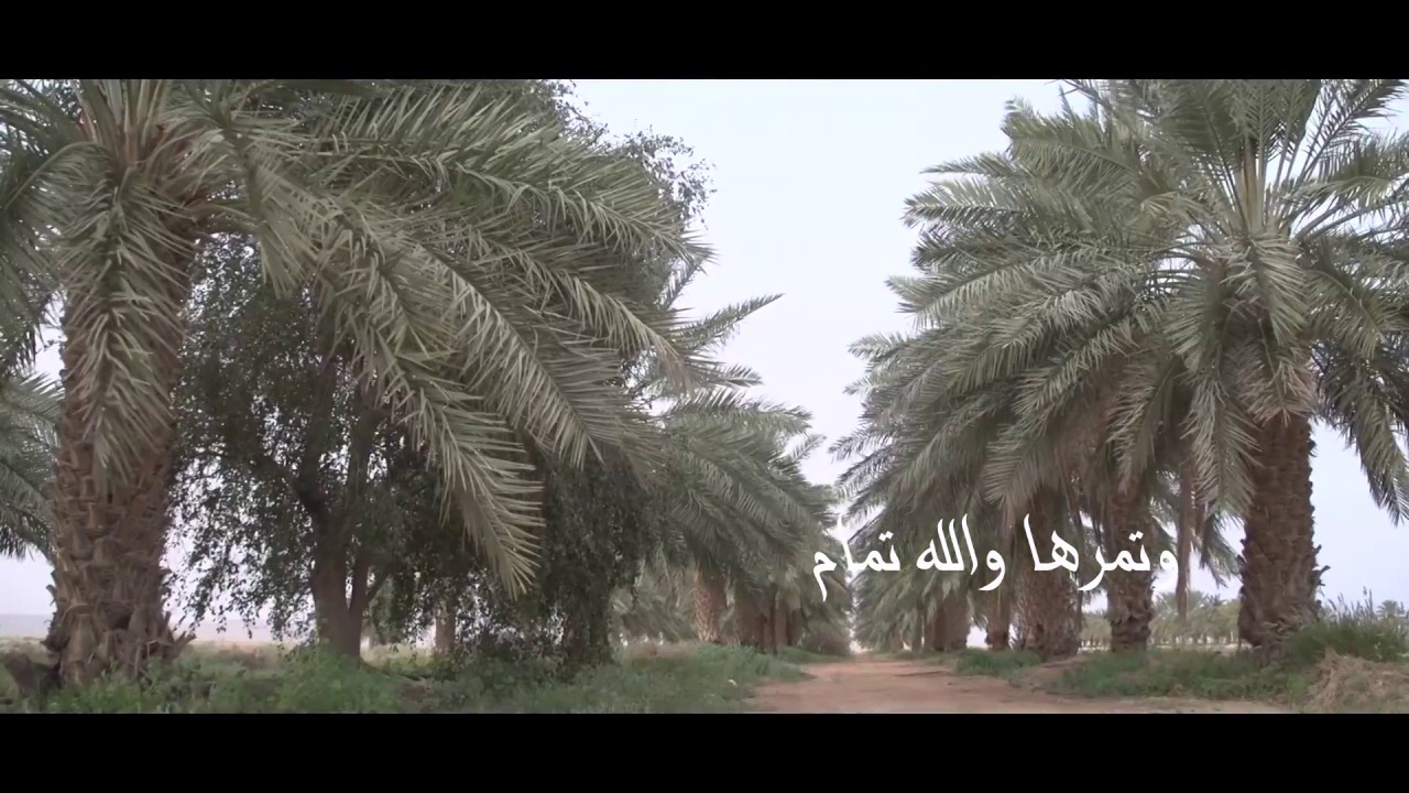 شيلة القصب | بدون إيقاع  |  اداء المنشد عبدالعزيز العليوي