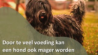 Download Lagu Wist u dat een hond door te veel  voeding ook mager kan worden…. Honden.TV S02E11 MP3