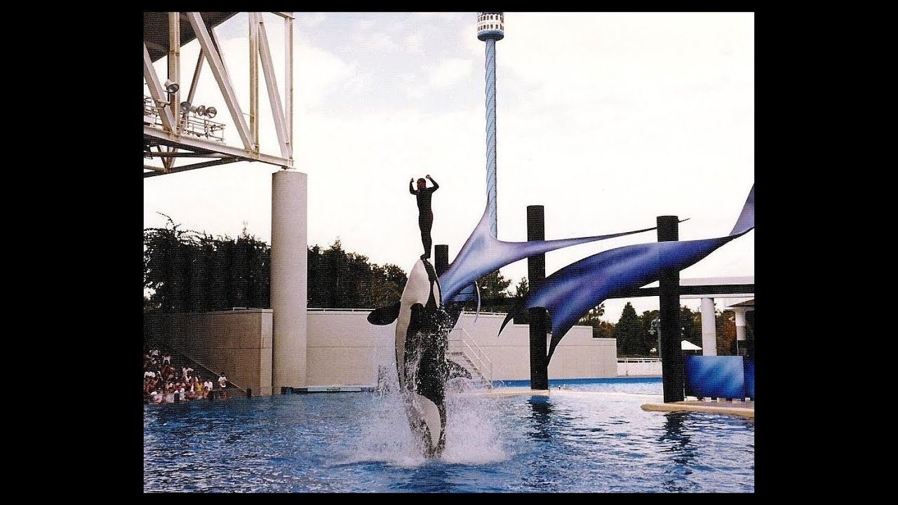 Unreported Orca Trainer Incident at SeaWorld of Florida YouTube