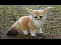 11 Cutest Baby Animal