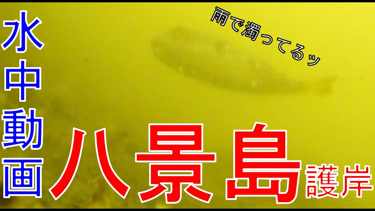 濁った水に魚影あり!?　水中動画in八景島護岸