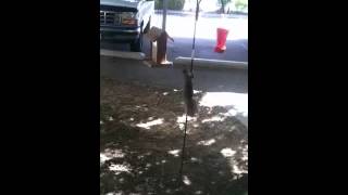 Crafty squirrel gets bird food