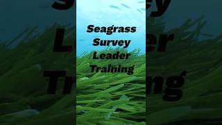 The Hidden Ocean Habitat We’re Losing Fast #Seagrass #MarineBiology #Conservation #Shorts