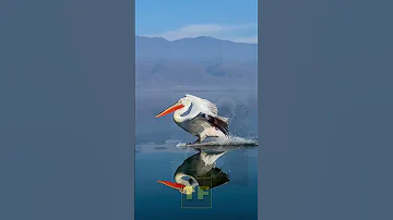 Клюв Пеликана способен поместить в себе...