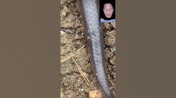 đặt bẫy rắn độc lạ Bình Dương cả nhà ơi