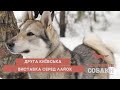 Друга Київська виставка серед лайок | Мисливські Собаки №91