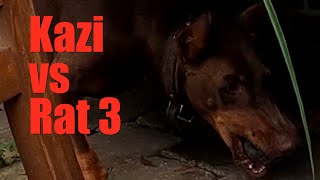 Ratting With A Doberman Kazi Vs Rat 3