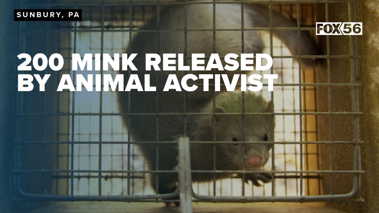 Animal activists released mink from mink farm, activists and fur ...