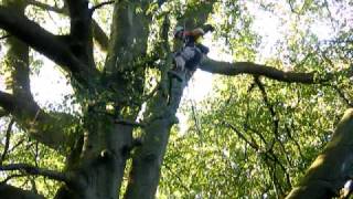 Tree abseil