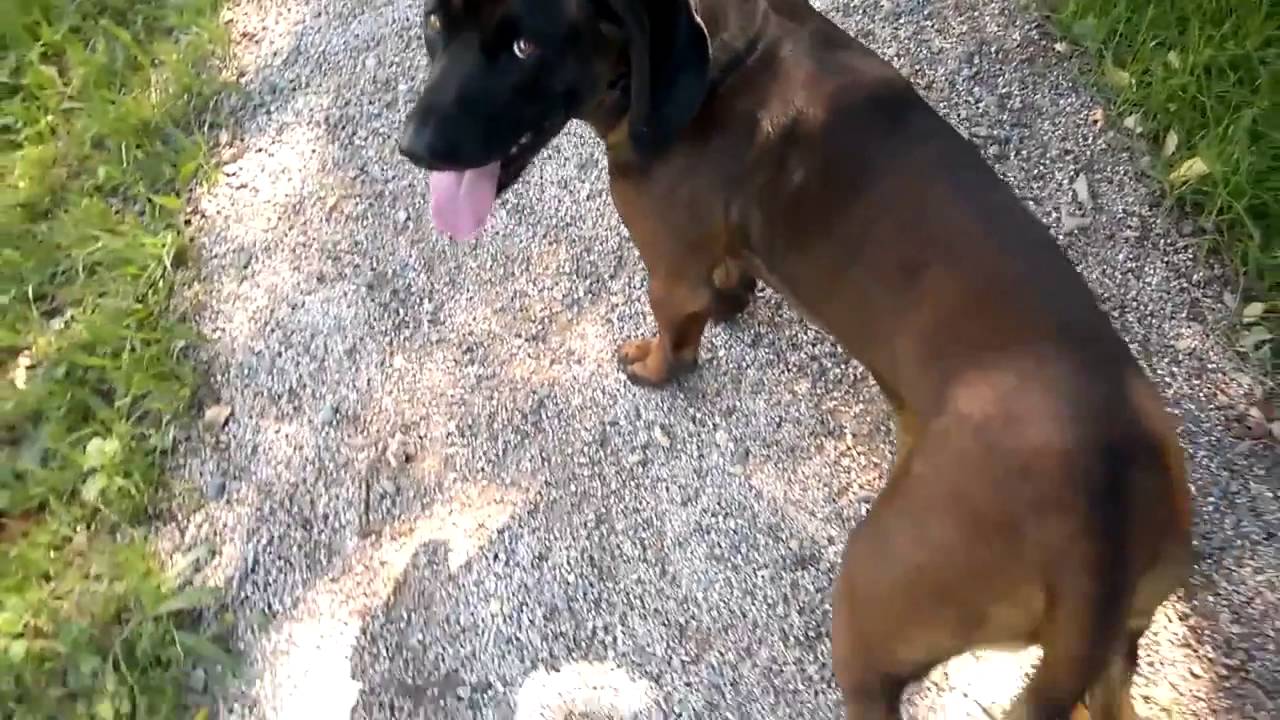 Hund wedelt mit dem Schwanz YouTube